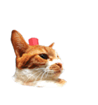 ねこさんミックス（個別スタンプ：34）