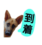 犬シェパードの挨拶（個別スタンプ：1）