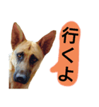 犬シェパードの挨拶（個別スタンプ：2）