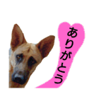 犬シェパードの挨拶（個別スタンプ：3）