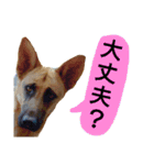 犬シェパードの挨拶（個別スタンプ：4）