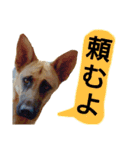犬シェパードの挨拶（個別スタンプ：5）