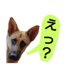 犬シェパードの挨拶（個別スタンプ：6）