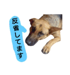 犬シェパードの挨拶（個別スタンプ：7）