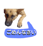 犬シェパードの挨拶（個別スタンプ：8）