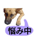 犬シェパードの挨拶（個別スタンプ：9）