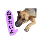犬シェパードの挨拶（個別スタンプ：10）