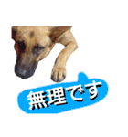 犬シェパードの挨拶（個別スタンプ：11）