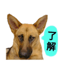 犬シェパードの挨拶（個別スタンプ：12）