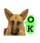 犬シェパードの挨拶（個別スタンプ：13）
