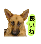 犬シェパードの挨拶（個別スタンプ：14）
