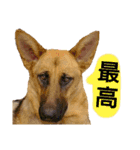 犬シェパードの挨拶（個別スタンプ：15）