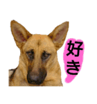 犬シェパードの挨拶（個別スタンプ：16）