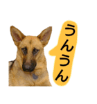 犬シェパードの挨拶（個別スタンプ：17）