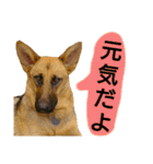 犬シェパードの挨拶（個別スタンプ：18）