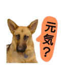 犬シェパードの挨拶（個別スタンプ：19）