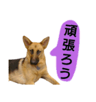 犬シェパードの挨拶（個別スタンプ：20）