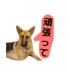 犬シェパードの挨拶（個別スタンプ：21）