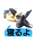 犬シェパードの挨拶（個別スタンプ：22）