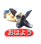 犬シェパードの挨拶（個別スタンプ：23）