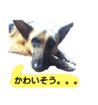 犬シェパードの挨拶（個別スタンプ：24）