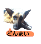 犬シェパードの挨拶（個別スタンプ：25）
