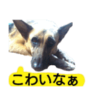 犬シェパードの挨拶（個別スタンプ：26）