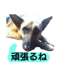 犬シェパードの挨拶（個別スタンプ：27）