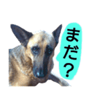 犬シェパードの挨拶（個別スタンプ：30）
