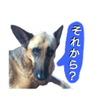 犬シェパードの挨拶（個別スタンプ：31）