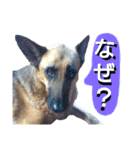 犬シェパードの挨拶（個別スタンプ：32）