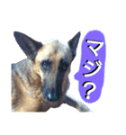 犬シェパードの挨拶（個別スタンプ：33）