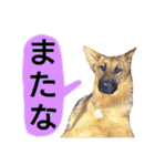 犬シェパードの挨拶（個別スタンプ：34）