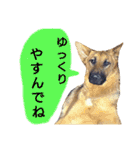 犬シェパードの挨拶（個別スタンプ：35）