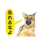 犬シェパードの挨拶（個別スタンプ：36）