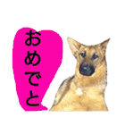 犬シェパードの挨拶（個別スタンプ：37）