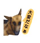 犬シェパードの挨拶（個別スタンプ：38）