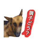 犬シェパードの挨拶（個別スタンプ：39）