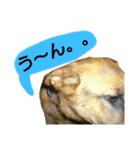 犬シェパードの挨拶（個別スタンプ：40）