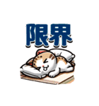 猫ちゃんず(日常会話)（個別スタンプ：20）