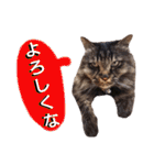 猫にゃっちょ。カジュアルで短い言葉。（個別スタンプ：1）