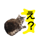 猫にゃっちょ。カジュアルで短い言葉。（個別スタンプ：2）