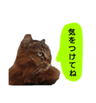 猫にゃっちょ。カジュアルで短い言葉。（個別スタンプ：3）