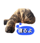 猫にゃっちょ。カジュアルで短い言葉。（個別スタンプ：4）