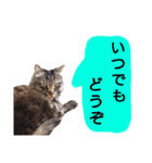 猫にゃっちょ。カジュアルで短い言葉。（個別スタンプ：5）