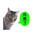 猫にゃっちょ。カジュアルで短い言葉。（個別スタンプ：6）