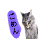 猫にゃっちょ。カジュアルで短い言葉。（個別スタンプ：7）