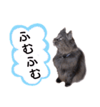 猫にゃっちょ。カジュアルで短い言葉。（個別スタンプ：9）