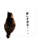 猫にゃっちょ。カジュアルで短い言葉。（個別スタンプ：10）