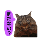 猫にゃっちょ。カジュアルで短い言葉。（個別スタンプ：12）